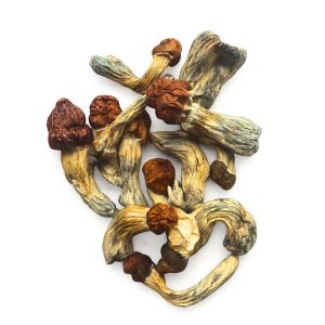 Penis Envy Mushroom