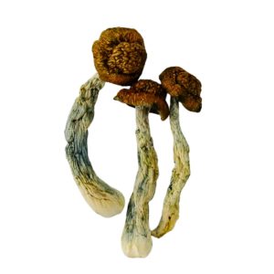 Code Blue mushrooms with thick pale stems, golden-brown caps, and visible blue bruising on a black background.