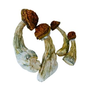 Dried Gold Member mushrooms featuring thick white stems, caramel-brown caps, and subtle blue bruising on a white background.