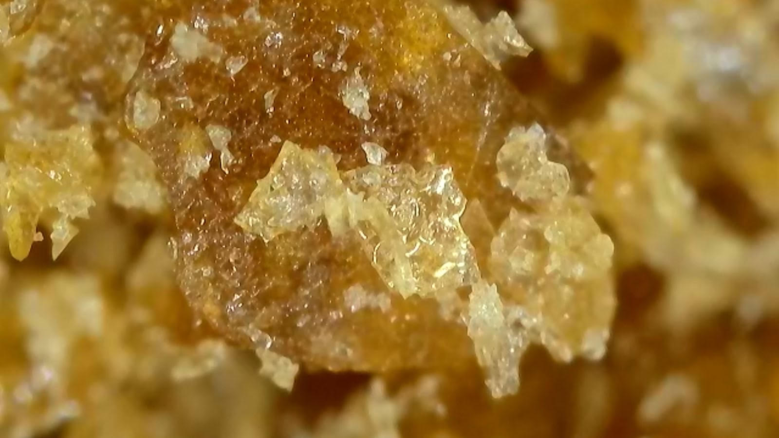 Magic Mushroom extract - 2:1 - Image 2