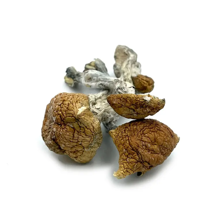 Orissa India Magic Mushrooms