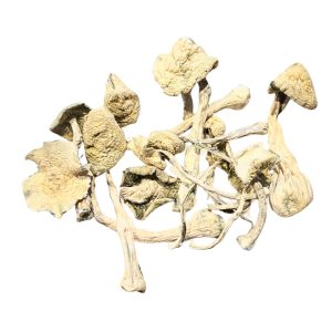 White Rabbit mushrooms showing pale ivory caps, thick white stems, and distinctive albino characteristics