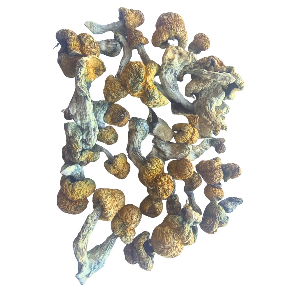 Dried Country Cock mushrooms displaying thick white stems, wrinkled tan caps, and natural blue bruising on a white background.