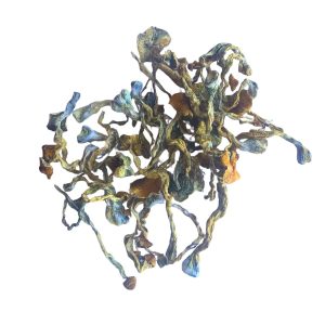 Dried Maria Sabina mushrooms with long twisted stems, caramel caps, and heavy blue bruising displayed on a white background.