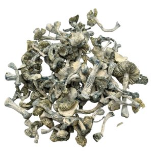 Dried Albino Jedi Mind Fuck mushrooms with pale white stems, cream-coloured caps, and intense blue bruising on a white background.