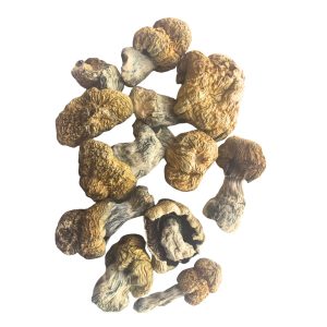 Dried Avalanche magic mushrooms showing thick blue-bruised stems and wrinkled caramel-colored caps on a white background.