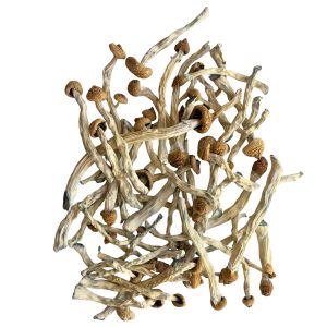 B+ mushrooms with long pale stems, tan caps, and blue bruising