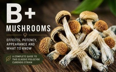 B+ Mushrooms: Effects, Potency, Appearance and Why This Classic Strain Remains So Popular