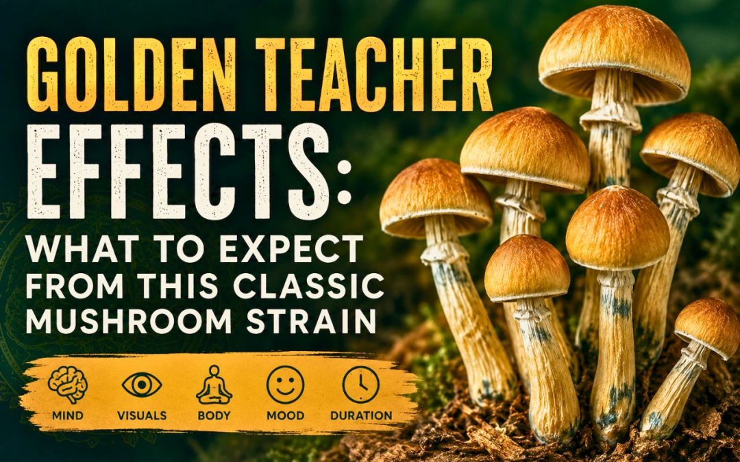 Golden Teacher mushrooms with golden caps and pale stems representing a classic psilocybin mushroom strain
