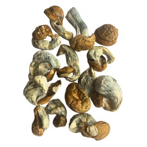 Koh Samui Mushroom