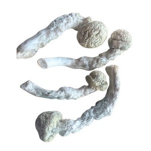 Lucid Gates mushrooms with thick white stems, wrinkled caps, and dense albino-style fruiting bodies on a transparent background.