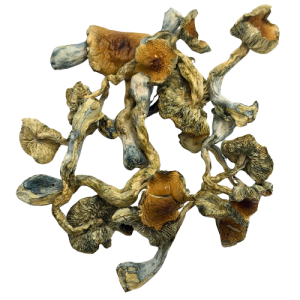 Dried Wavy Z mushrooms with golden-brown, rippled caps and curved, blue-grey stems on a white background.