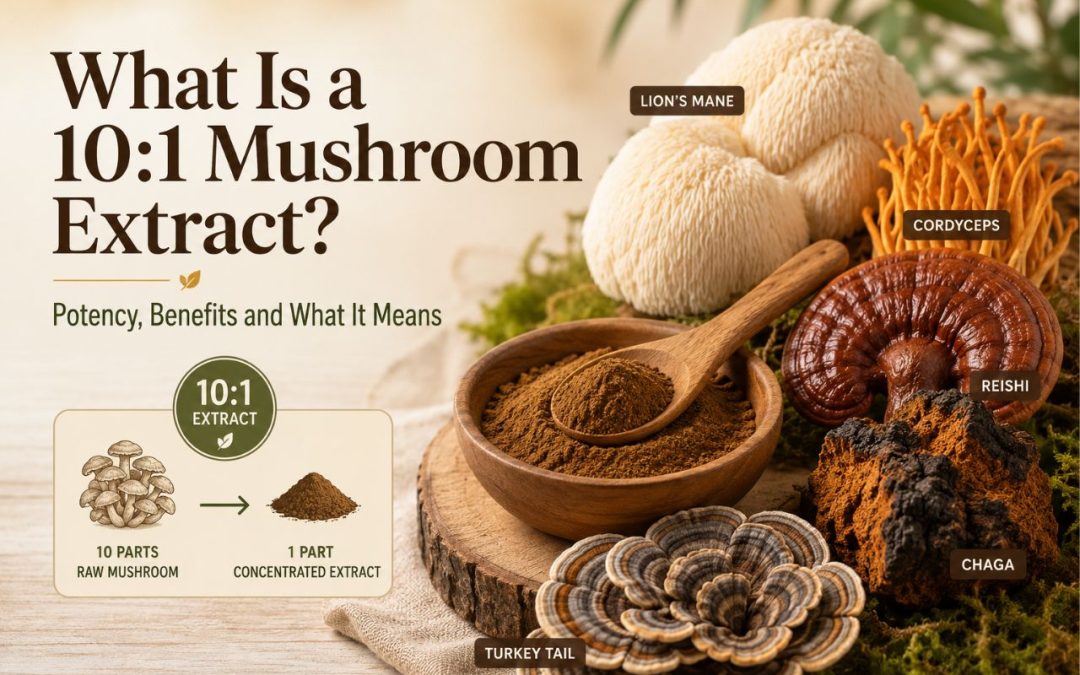 10:1 mushroom extract powder and capsules explaining concentrated functional mushroom potency