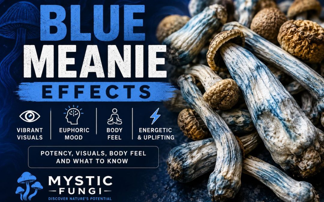 Blue Meanie mushrooms showing blue bruising and classic Psilocybe cubensis characteristics