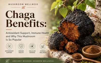 Chaga Benefits: Antioxidant Support, Immune Health and Why This Mushroom Is So Popular