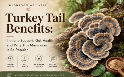 Turkey Tail Benefits: Immune Support, Gut Health and Why This Mushroom Is So Popular
