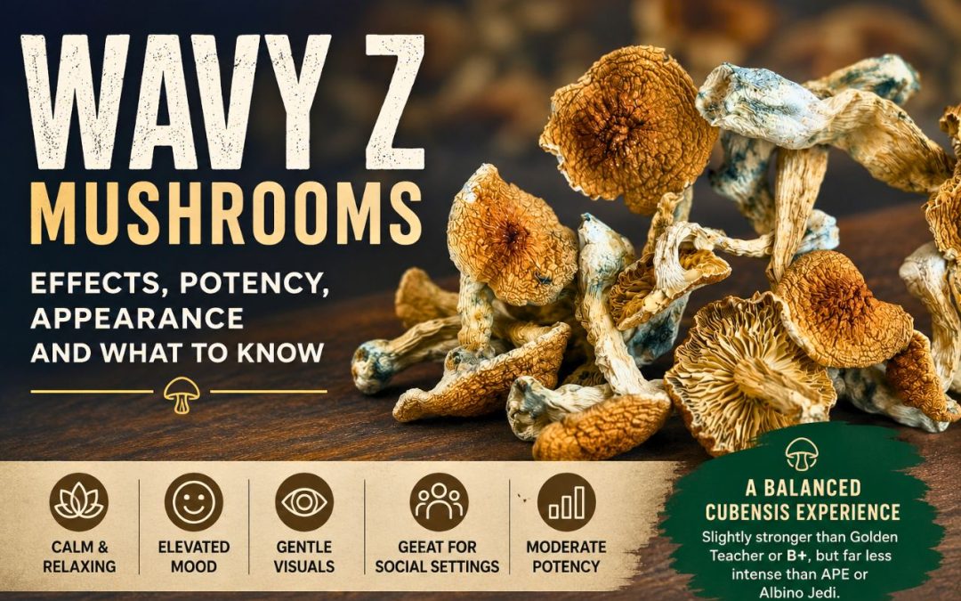 Wavy Z Mushrooms: Effects, Potency, Appearance and What to Know