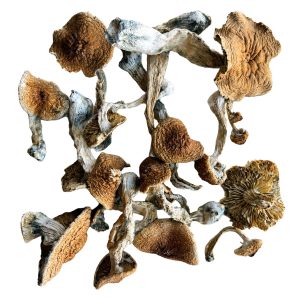 Wavy-Z mushrooms with wavy caramel-coloured caps and blue bruising
