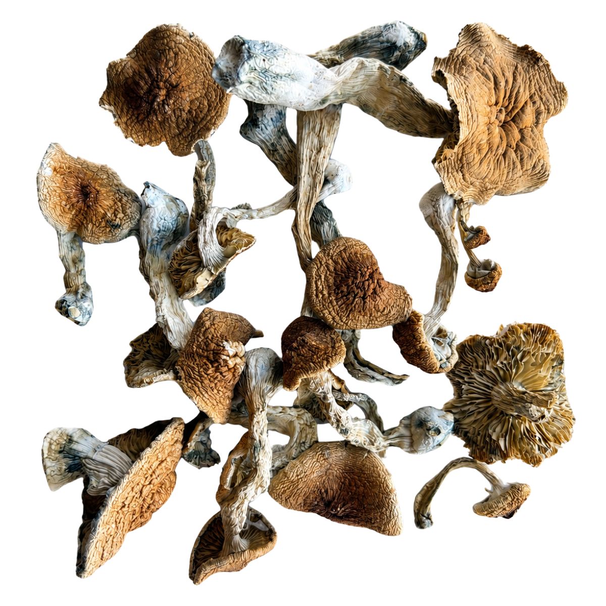 Wavy-Z mushrooms with wavy caramel-coloured caps and blue bruising