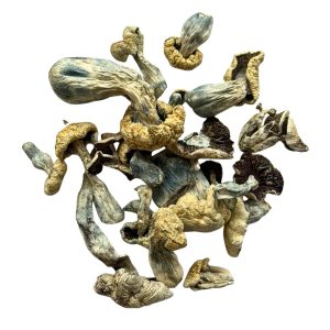 Albino Penis Envy Reverted (APER) dried magic mushrooms with thick blue-bruised stems, wrinkled cream caps and dense Penis Envy genetics.