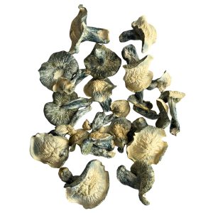 Dried Great White North mushrooms with pale ivory caps, thick stems, heavy blue bruising, curled edges, and dark blue-grey gills.