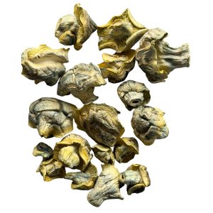 Dried Iceberg mushrooms with pale ivory caps, golden gills, and blue-grey bruising