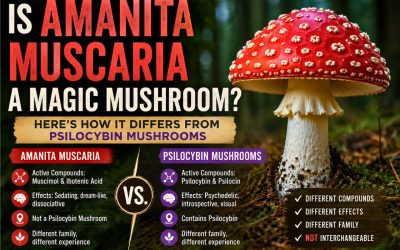 Is Amanita Muscaria a Magic Mushroom? Here’s How It Differs from Psilocybin Mushrooms