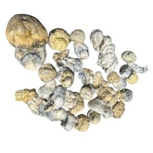 Jack Frost mushrooms with thick stems, pale caps and blue bruising