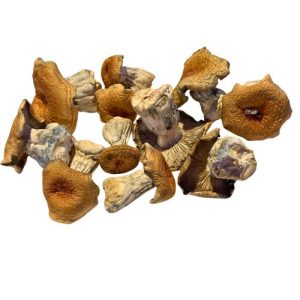 Dried Hillbilly mushrooms with thick ivory stems, caramel-brown caps and blue-grey markings arranged on a white surface.