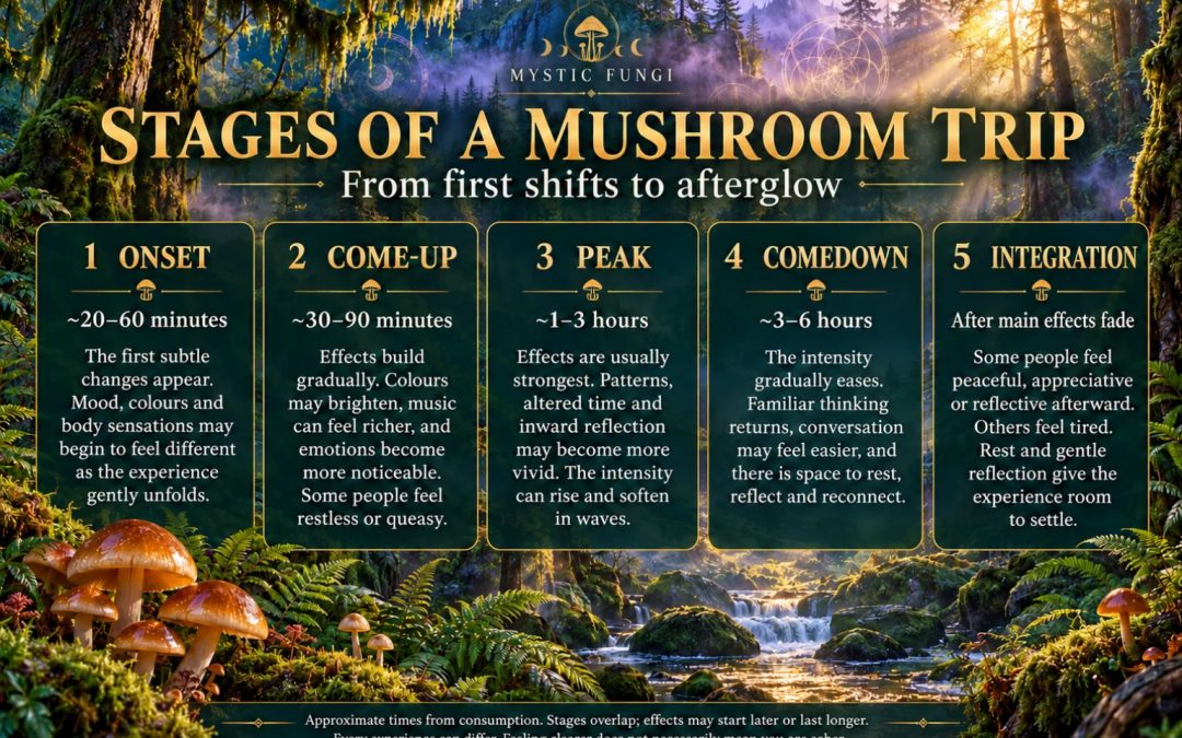 Stages of a mushroom trip symbolised by a mossy forest path shifting through emerald, violet and golden light, with mushrooms and ferns