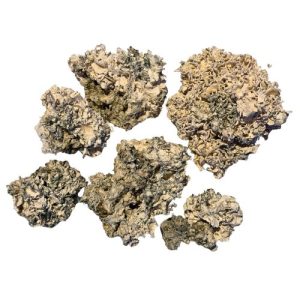 Dried Tattoo Enigma mushrooms with cream-coloured, coral-like folds and blue-grey markings on a light background.